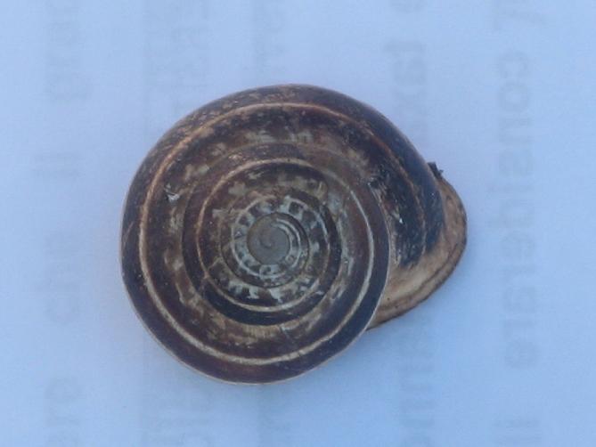 Eobania vermiculata (O.F. Mller, 1774)  - Bari